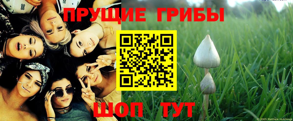 Галлюциногенные грибы Psilocybine cubensis Дедовск